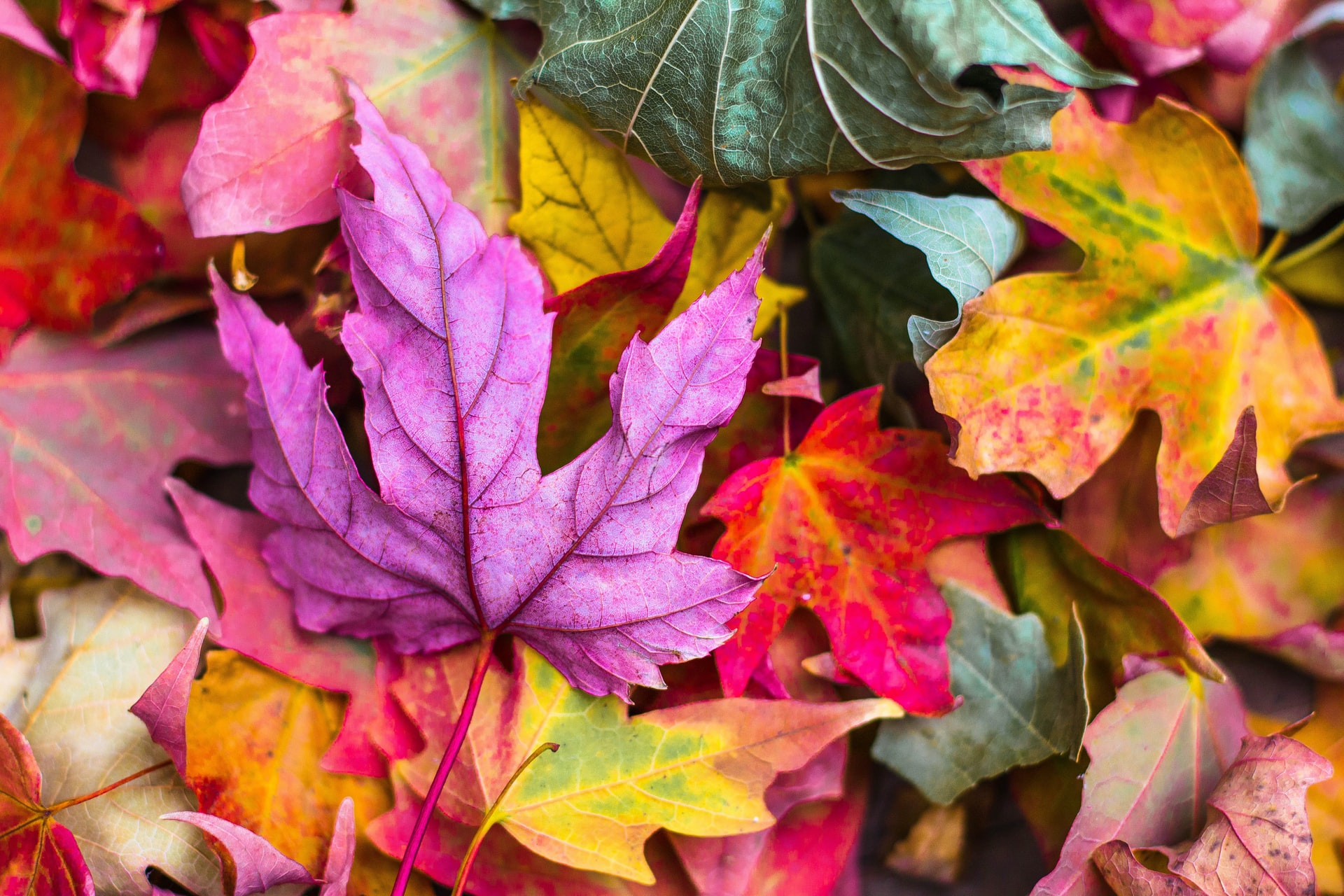 Les couleurs de l'automne accueillent les nouveautés d'Akeneo.